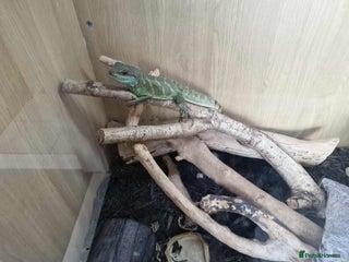 Dragon reptiles Green water dragon - Advert 3