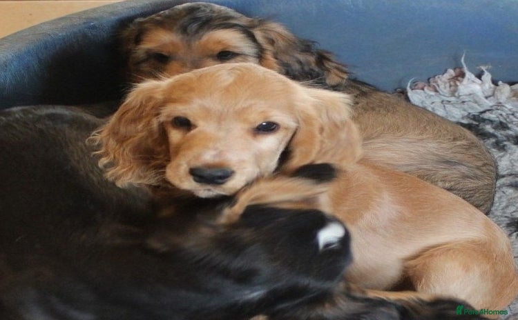 Cocker Spaniel dogs - Advert 3