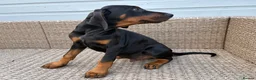 Dobermann dogs for sale: Champion and working lines KC Doberman litter - Advert 20
