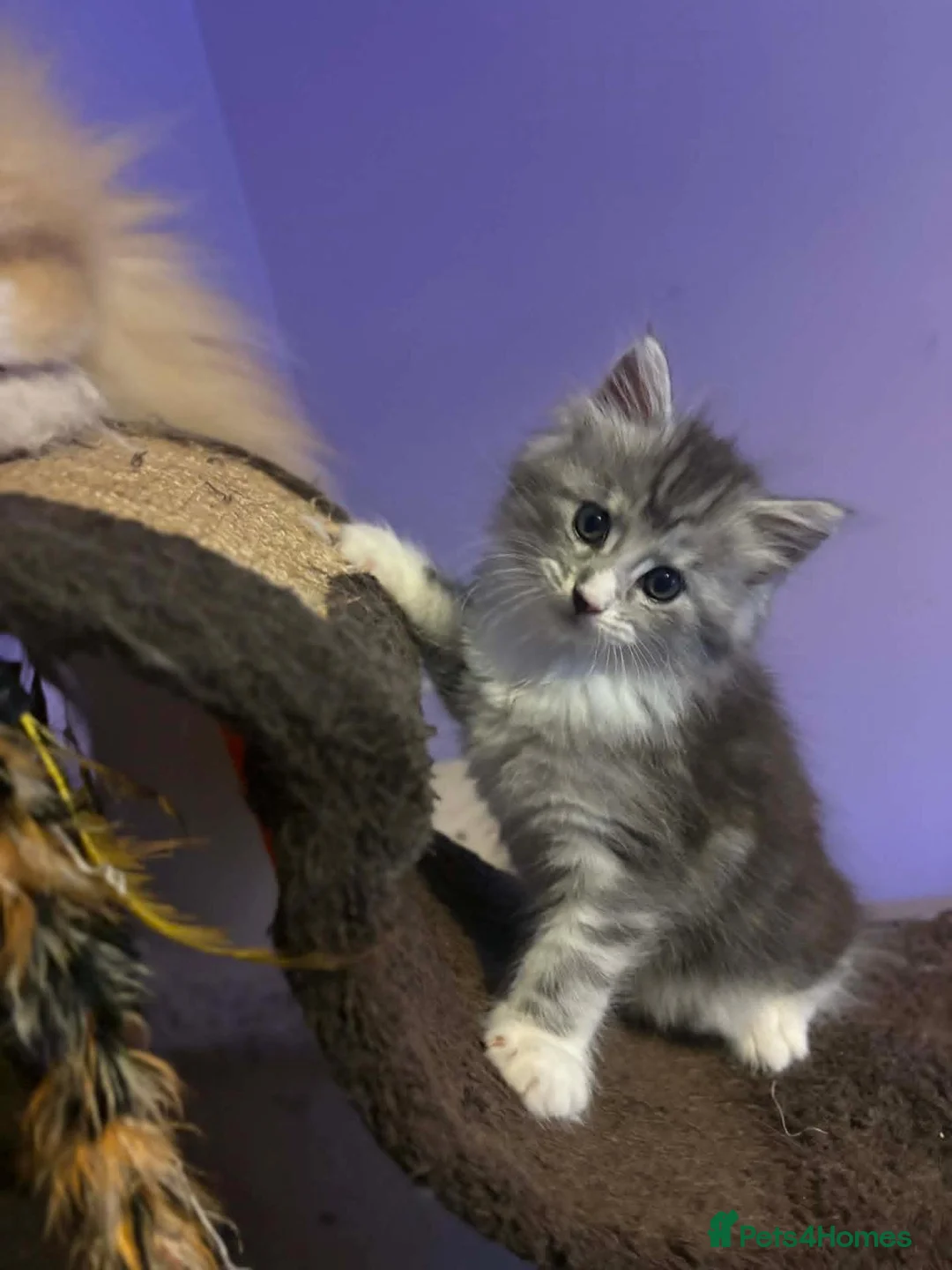 Maine Coon cats for sale: Stunning Maine Coon Kittens - Advert 16