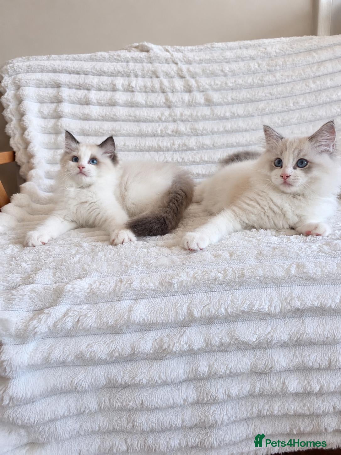 Ragdoll cats 🏆🎖 Premium GCCF Ragdoll Kittens Grand bloodlines - Advert 2