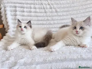 Ragdoll cats 🏆🎖 Premium GCCF Ragdoll Kittens Grand bloodlines - Advert 16