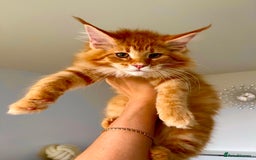 Maine Coon cats for sale: Maine Coon XXXL - Advert 2