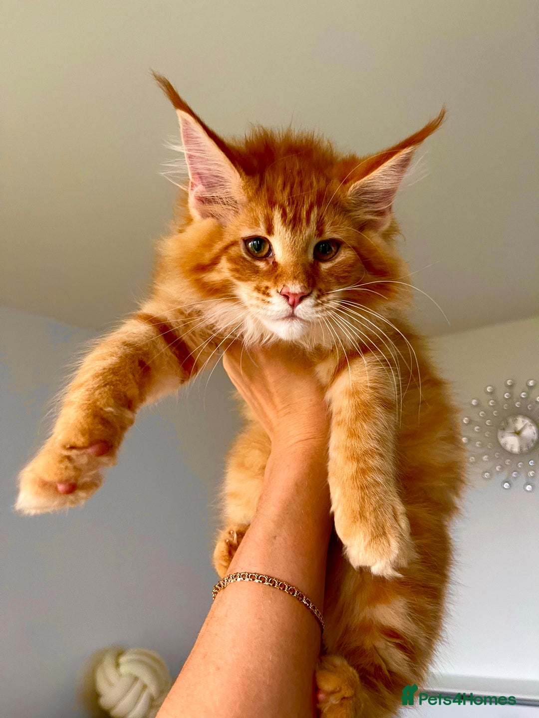 Maine Coon cats for sale: Maine Coon XXXL - Advert 2