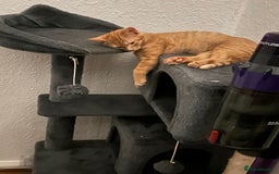 British Shorthair cats for sale: Beautiful boy - Image 3