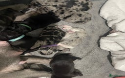 French Bulldog dogs for sale: French bulldog puppies - Image 16