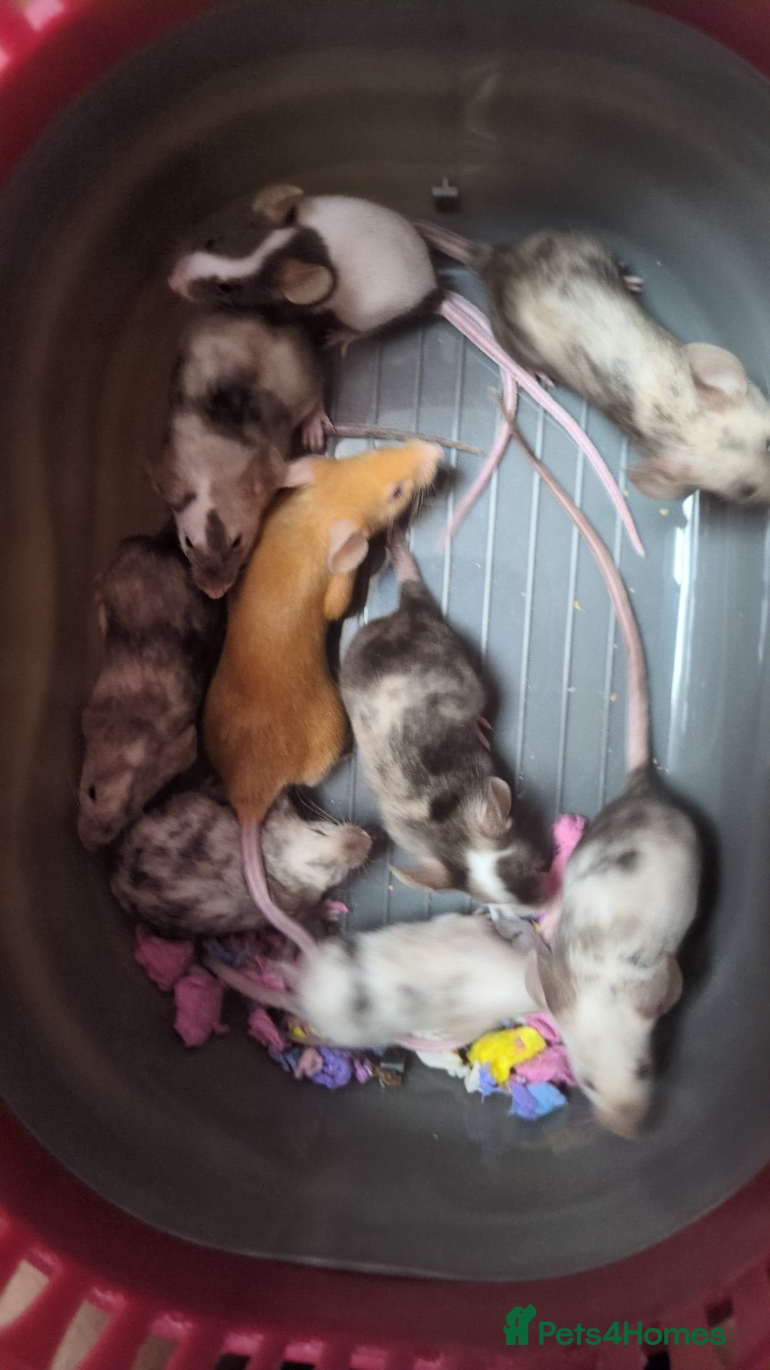 Mouse rodents for sale: Fancy mouse waiting list in Milton Keynes - Image 8
