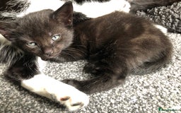 Mixed Breed cats for sale: two beautiful family raised kittens  - Image 6