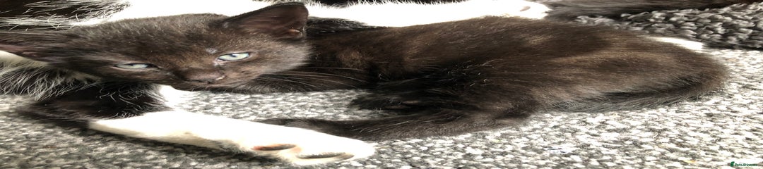 Mixed Breed Kitten 1