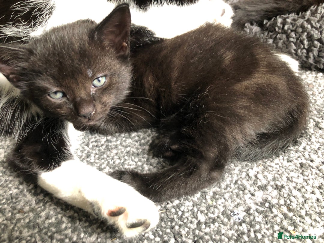 Mixed Breed cats for sale: two beautiful family raised kittens  - Image 6