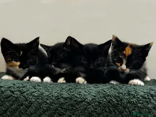 Mixed Breed cats 4 kittens - Advert 17