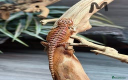 Bearded Dragon reptiles for sale: Insane Red Monster Bearded Dragon - Image 11