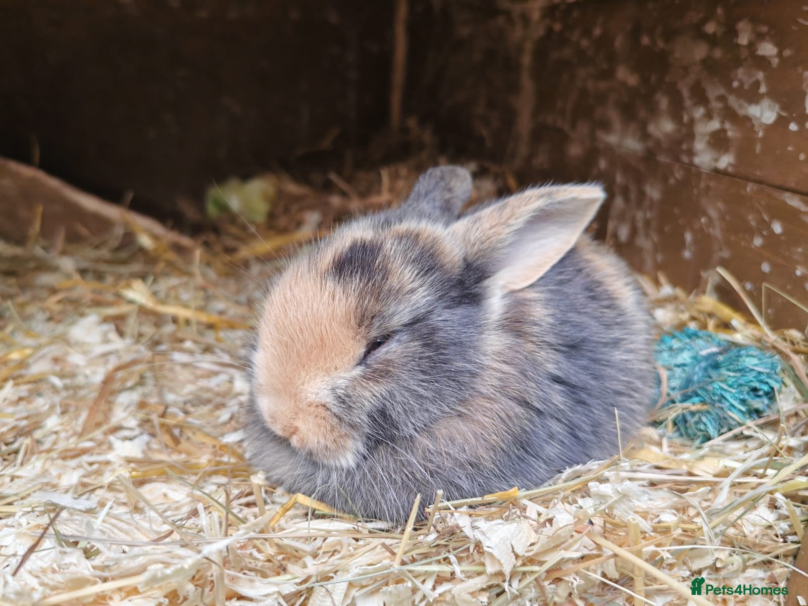 Mixed Breed rabbits Mixed bread bunnies variety of colours - Advert 1