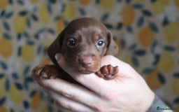 Miniature Dachshund dogs for sale: Adorable miniature dachshund puppies 3boys 1 girl - Advert 4