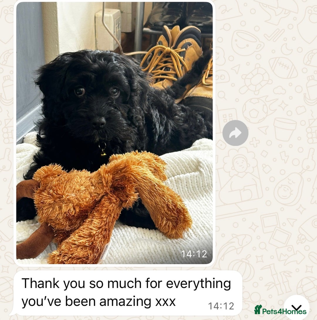 Cavapoo dogs for sale: Stunning litter of cavapoos - Image 19