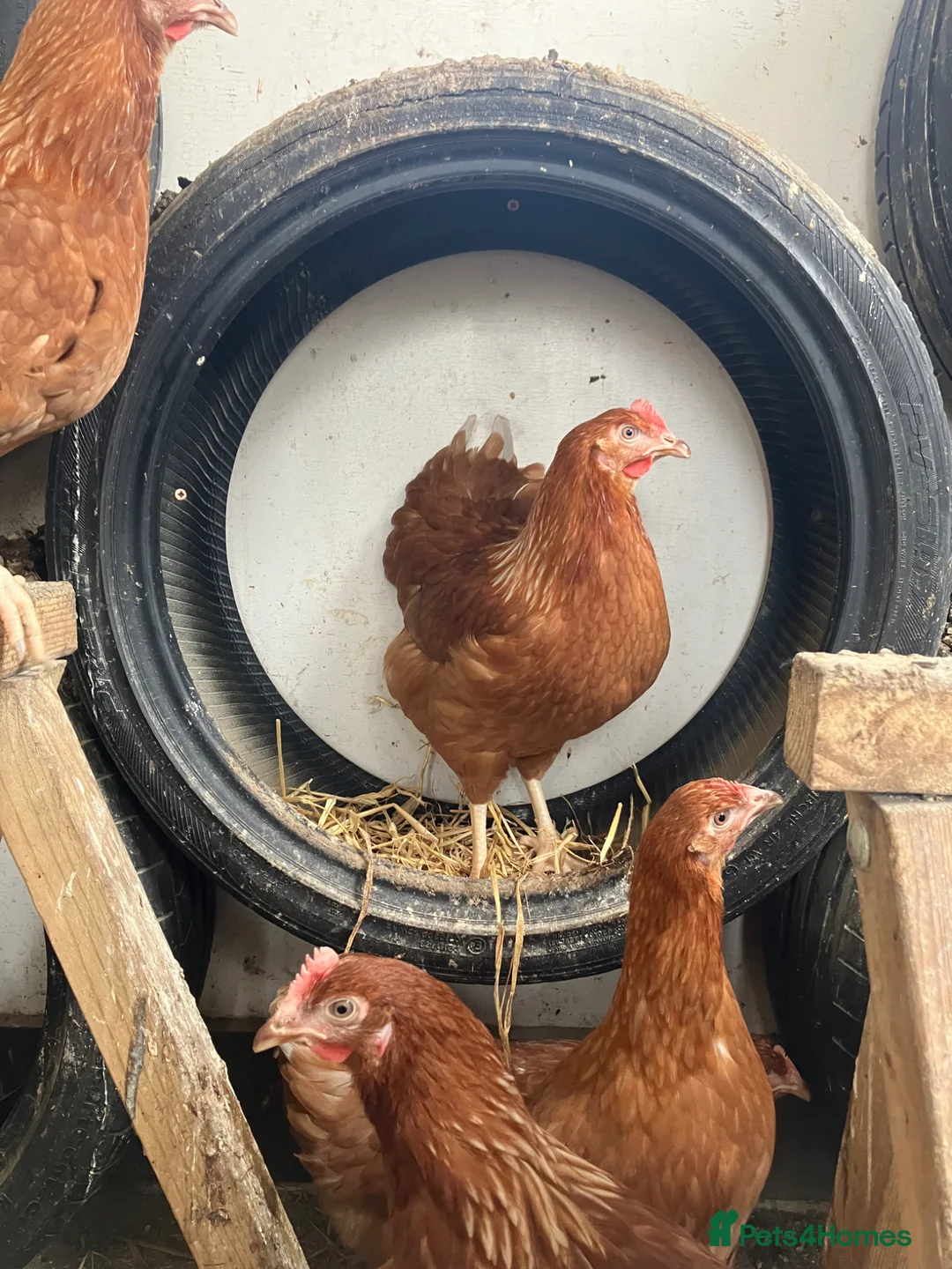 Chickens poultry for sale: Point of lay hydrid hens for sale  - Advert 1