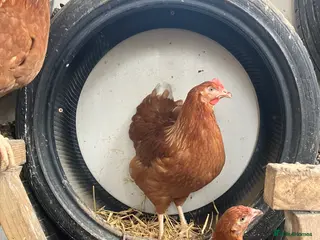 Chickens poultry Point of lay hydrid hens for sale - Advert 1