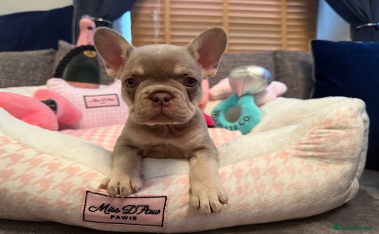 French Bulldog dogs - Advert 15