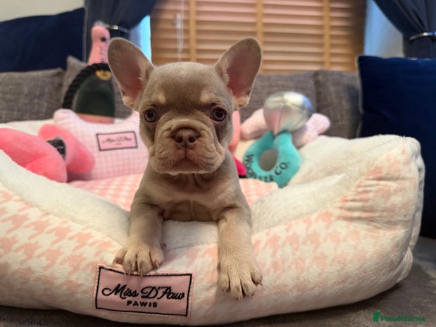 French Bulldog dogs - Advert 1