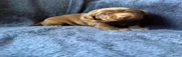 Labrador Retriever dogs for sale: READY NOW 1 Male Chocolate Labrador Puppy - Advert 26