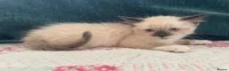 Siamese cats for sale: Siamese x Maine coon kittens - Advert 2