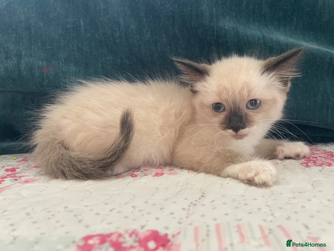 Siamese cats for sale: Siamese x Maine coon kittens - Advert 2
