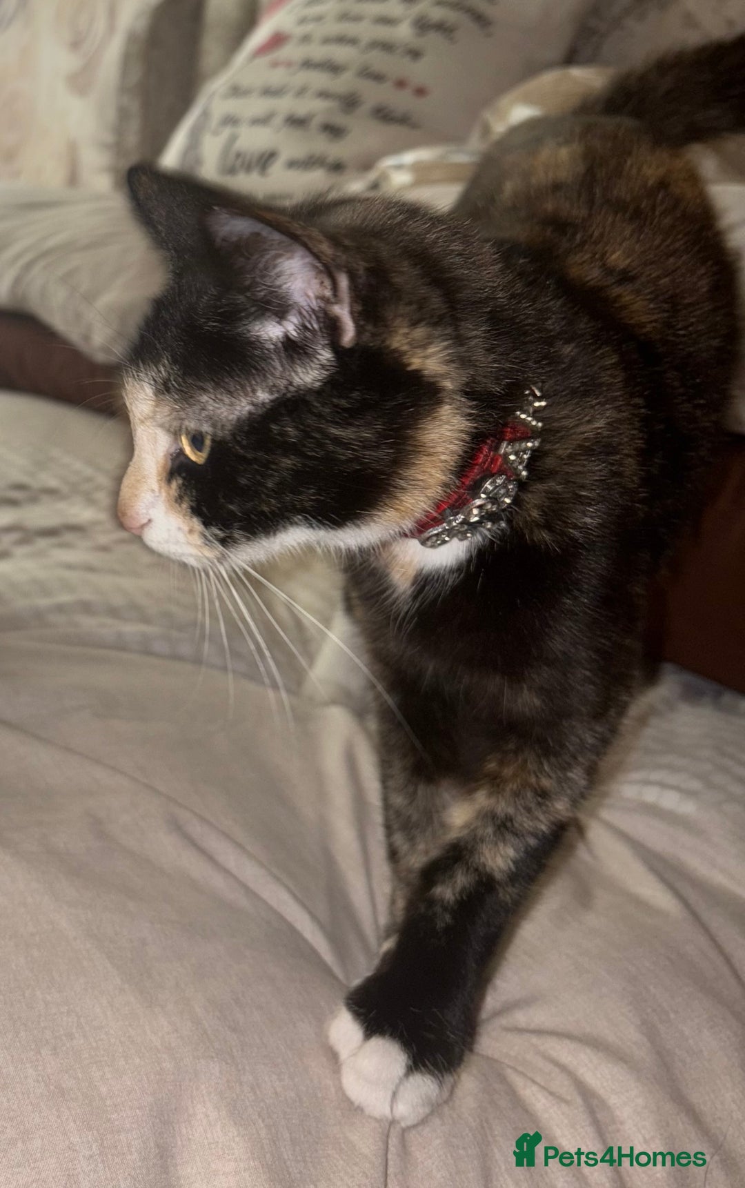 Mixed Breed cats for sale: Amazing female kitten  - Advert 4