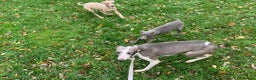 Whippet dogs for sale: Whippet puppies  - Advert 3