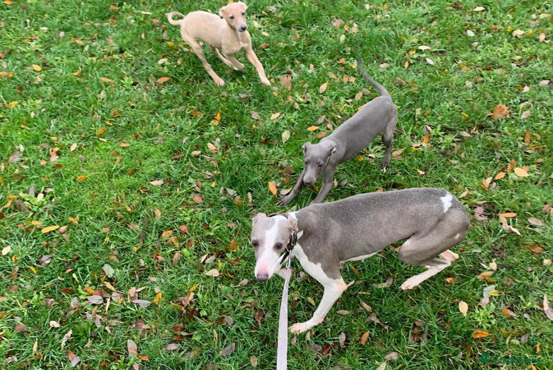 Whippet dogs for sale: Whippet puppies  - Advert 3