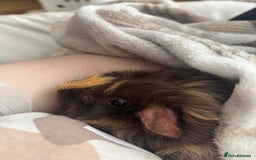Guinea Pig rodents for sale: 4 male guinea pigs in need of a loving home ☺️ - Image 6