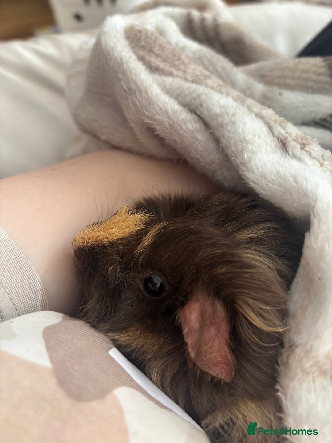 Guinea Pig rodents for sale: 4 male guinea pigs in need of a loving home ☺️ - Image 6