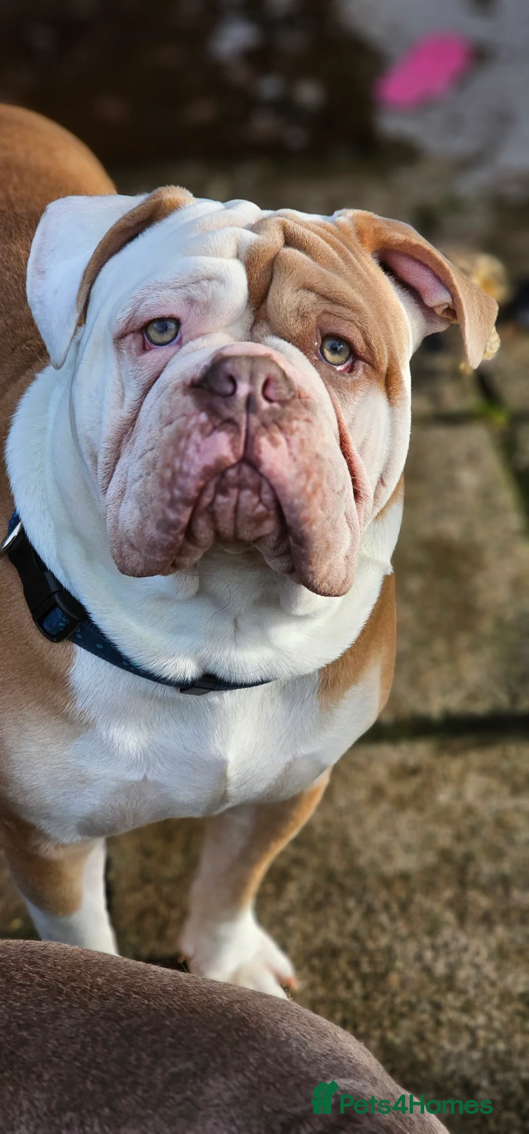 Olde English Bulldogge dogs for stud: Our son aka STITCH beautiful boy for stud aged 2 - Advert 4