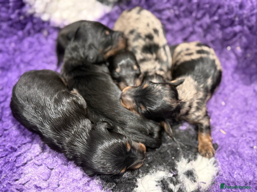 Miniature Dachshund dogs for sale: miniature longhaired dachshund's - Advert 6