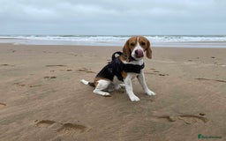 Beagle dogs for stud: Pedigree Beagle for Stud in Aldershot - Image 15