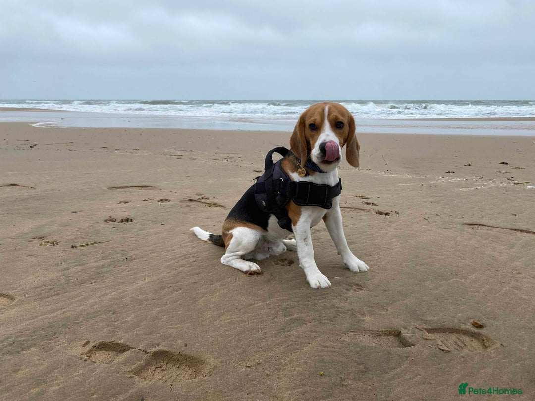 Beagle dogs for stud: Pedigree Beagle for Stud in Aldershot - Image 15