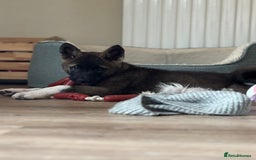 Akita dogs for sale: Stunning 5 months old Akita - Image 4
