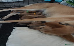 Mixed Breed dogs for sale: German Staffy Litter Available 12/10/25 - Image 24