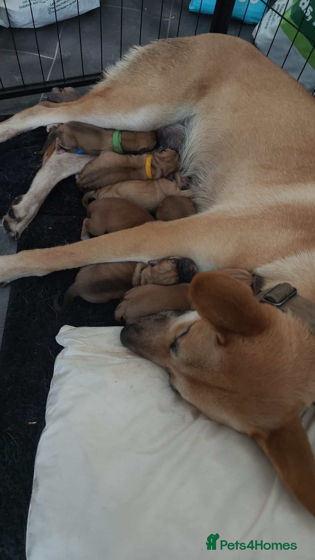 Mixed Breed dogs for sale: German Staffy Litter Available 12/10/25 - Image 24