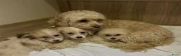 Maltipoo dogs for sale: Maltipoo puppy - Advert 6