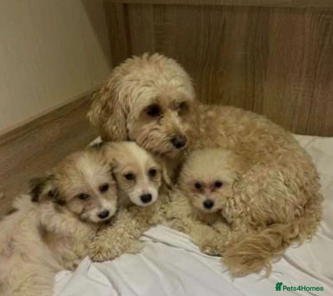 Maltipoo dogs for sale: Maltipoo puppy - Advert 6