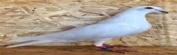 Pigeons birds for sale: White pigeons  - Advert 2