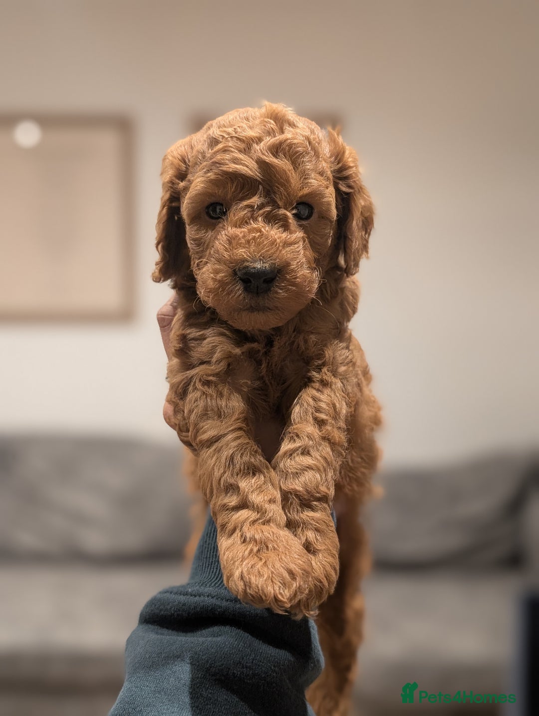 Mini Goldendoodle dogs for sale: Miniature F1BB Goldendoodle puppies  - Advert 6