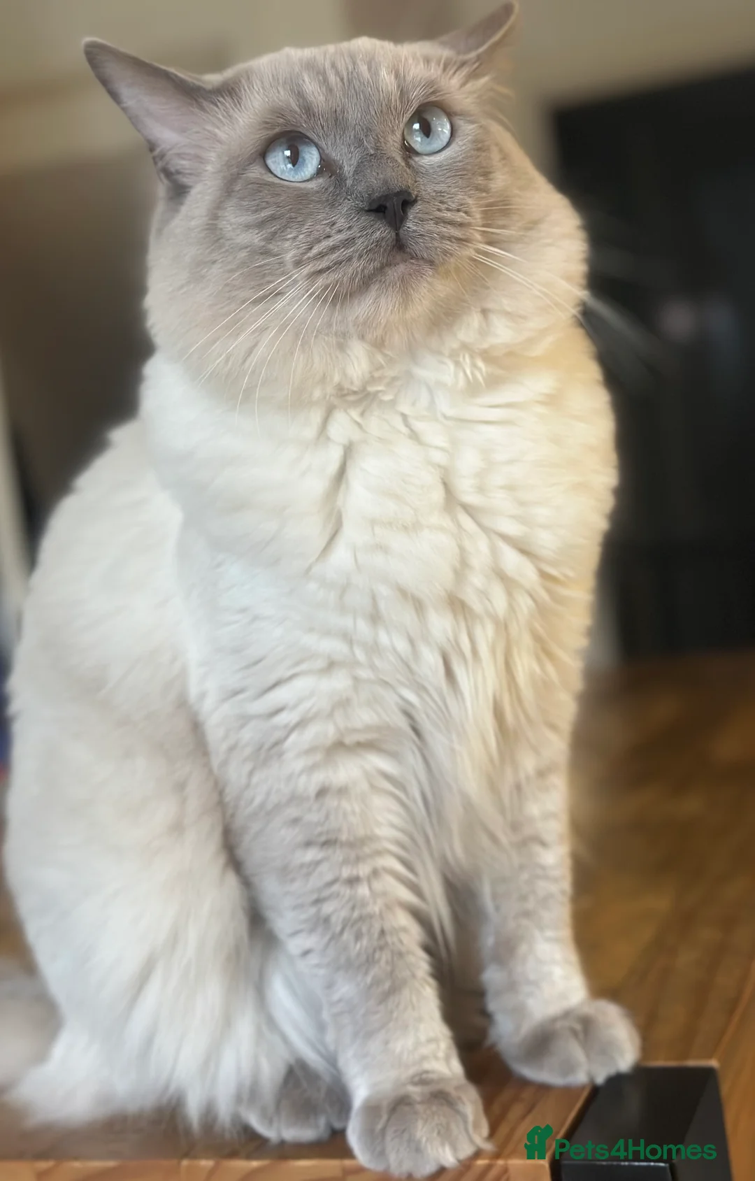 Ragdoll cats for stud: DNA TESTED🧬 Blue Point, Choc Carrier Ragdoll STUD - Advert 18