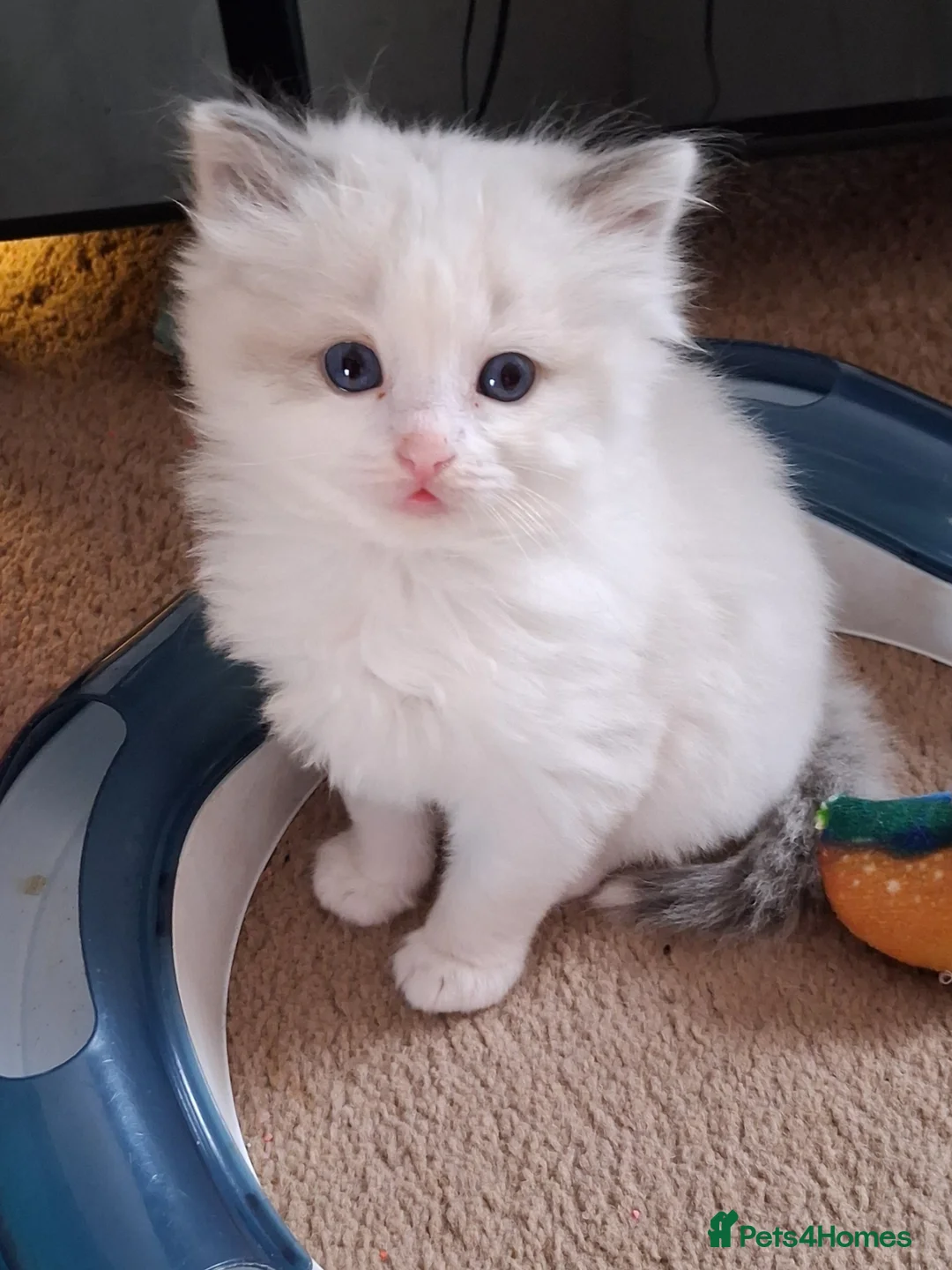 Ragdoll cats for sale: CUTE BLUE, LILAC BICOLOUR RAGDOLL KITTENS  - Advert 1