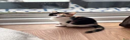 Mixed Breed cats for sale: Cute cuddly kittens for sale 8 weeks old - Advert 8