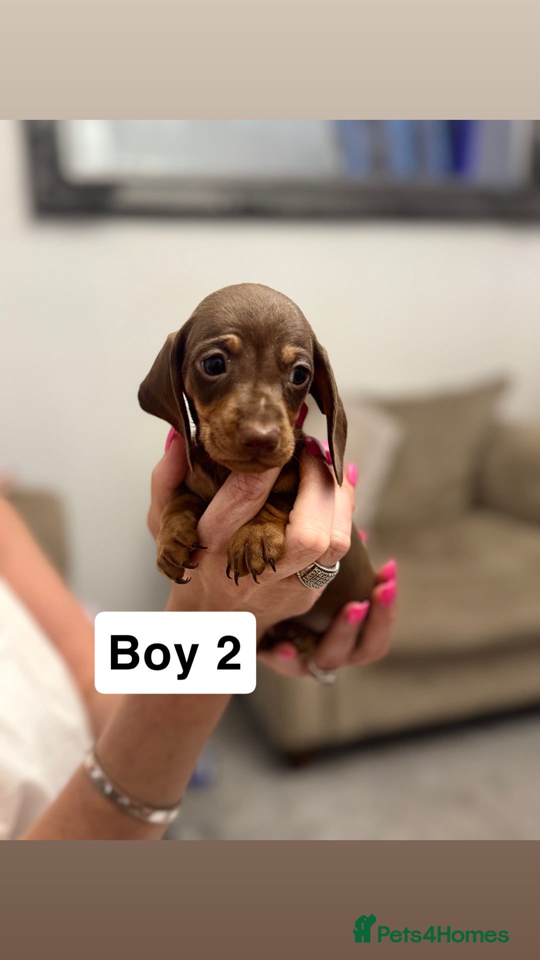 Miniature Dachshund dogs for sale: Stunning baby mini dachshunds  - Image 9