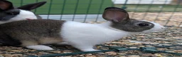 Dutch rabbits for sale: Baby Dutch Rabbits available - Advert 3