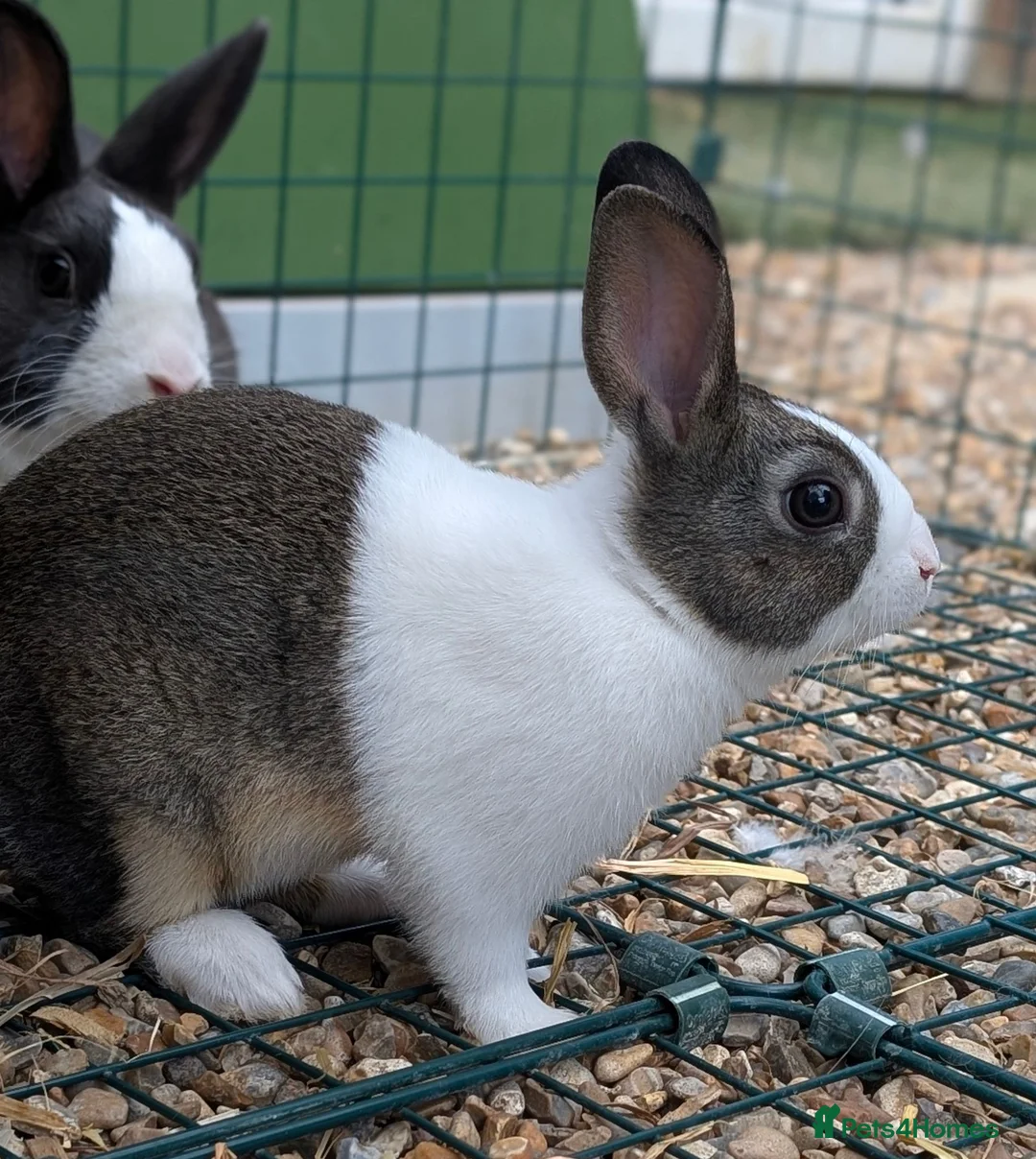 Dutch rabbits for sale: Baby Dutch Rabbits available - Advert 3
