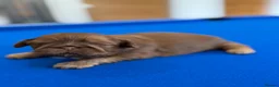 Shih Tzu dogs for sale: Beautiful miniature imperial Shih Tzu - Advert 7
