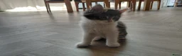 Mixed Breed cats for sale: Four beautiful mixed breed kittens  in Worthing - Advert 4